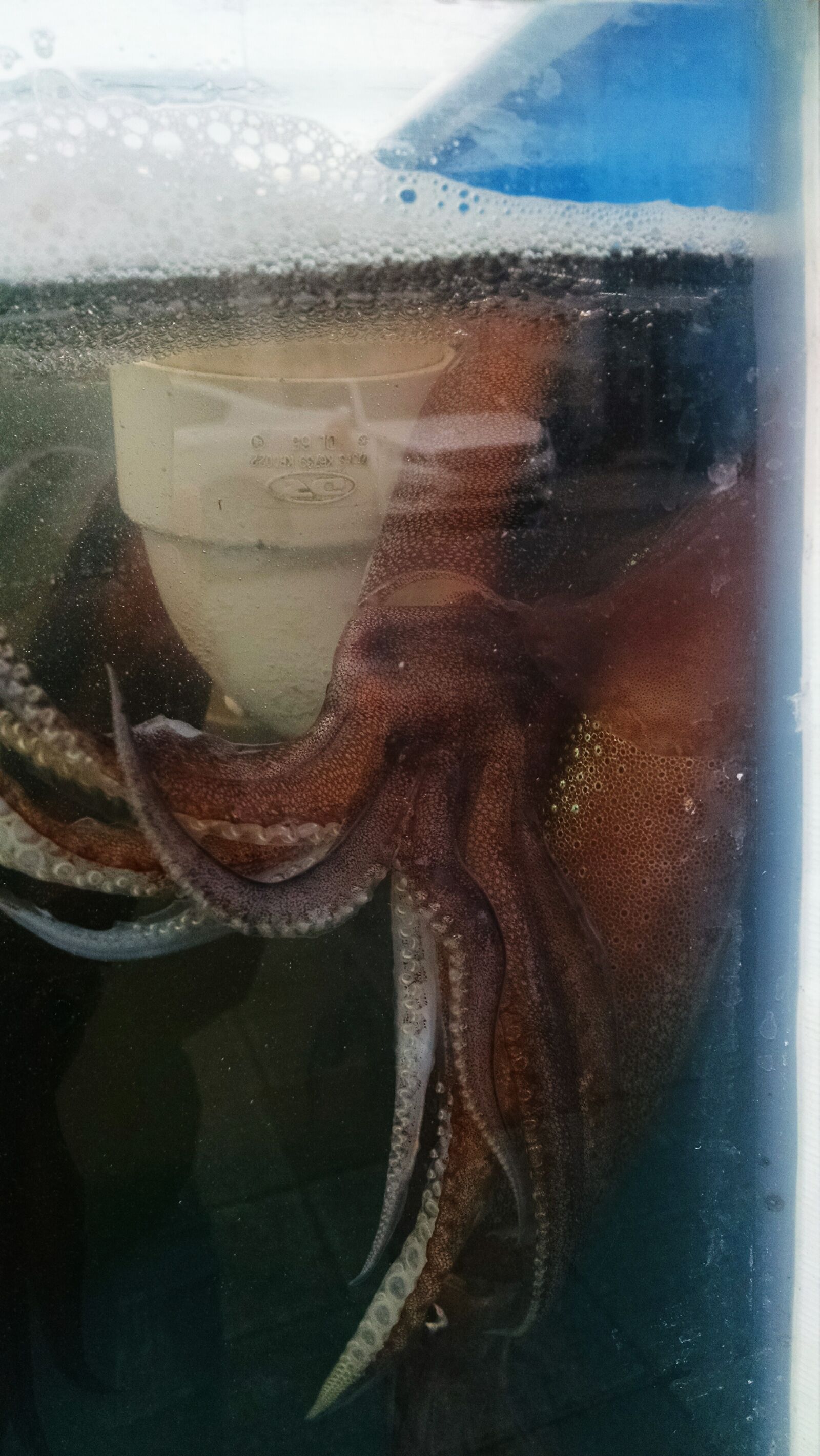Motorola Moto X (1st Gen) sample photo. Animal, squid, tank photography