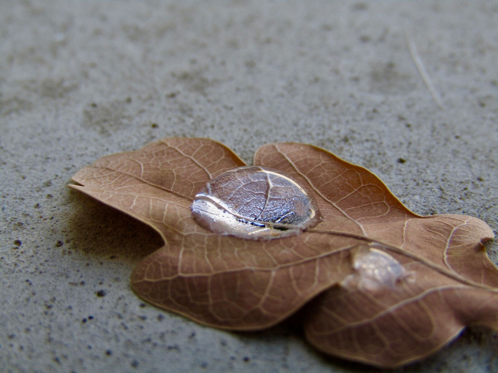 Canon PowerShot SX410 IS sample photo. Fall, water, dead leaf photography