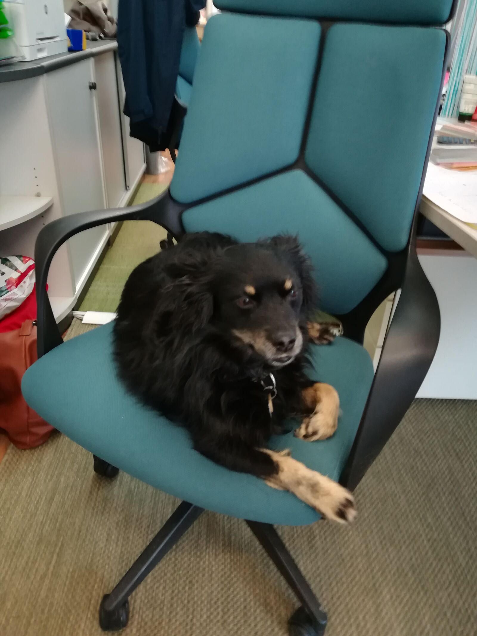 HUAWEI P10 lite sample photo. Dog, home office, computer photography