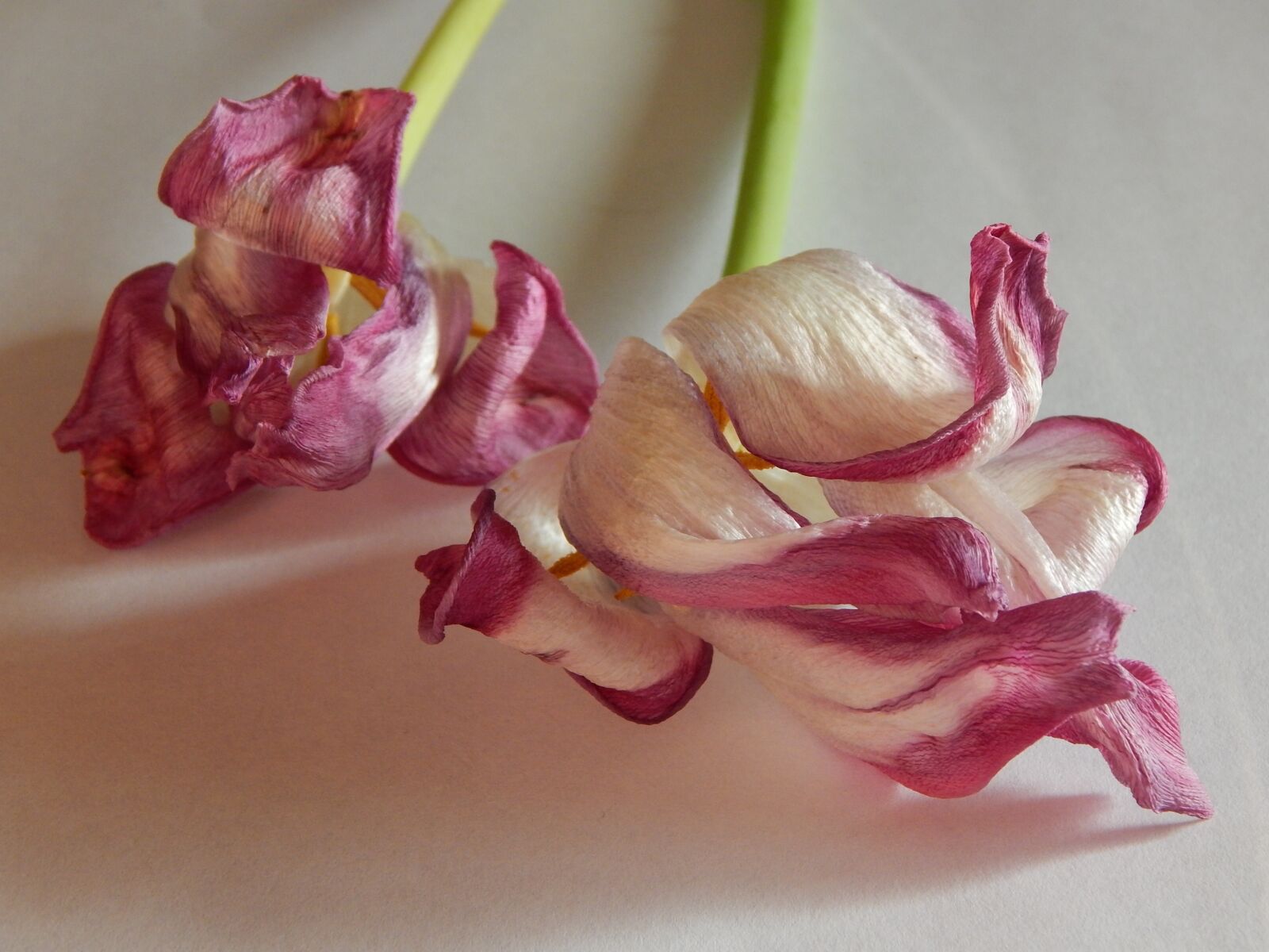 Nikon Coolpix L830 sample photo. Tulips, driedflowers, fading photography