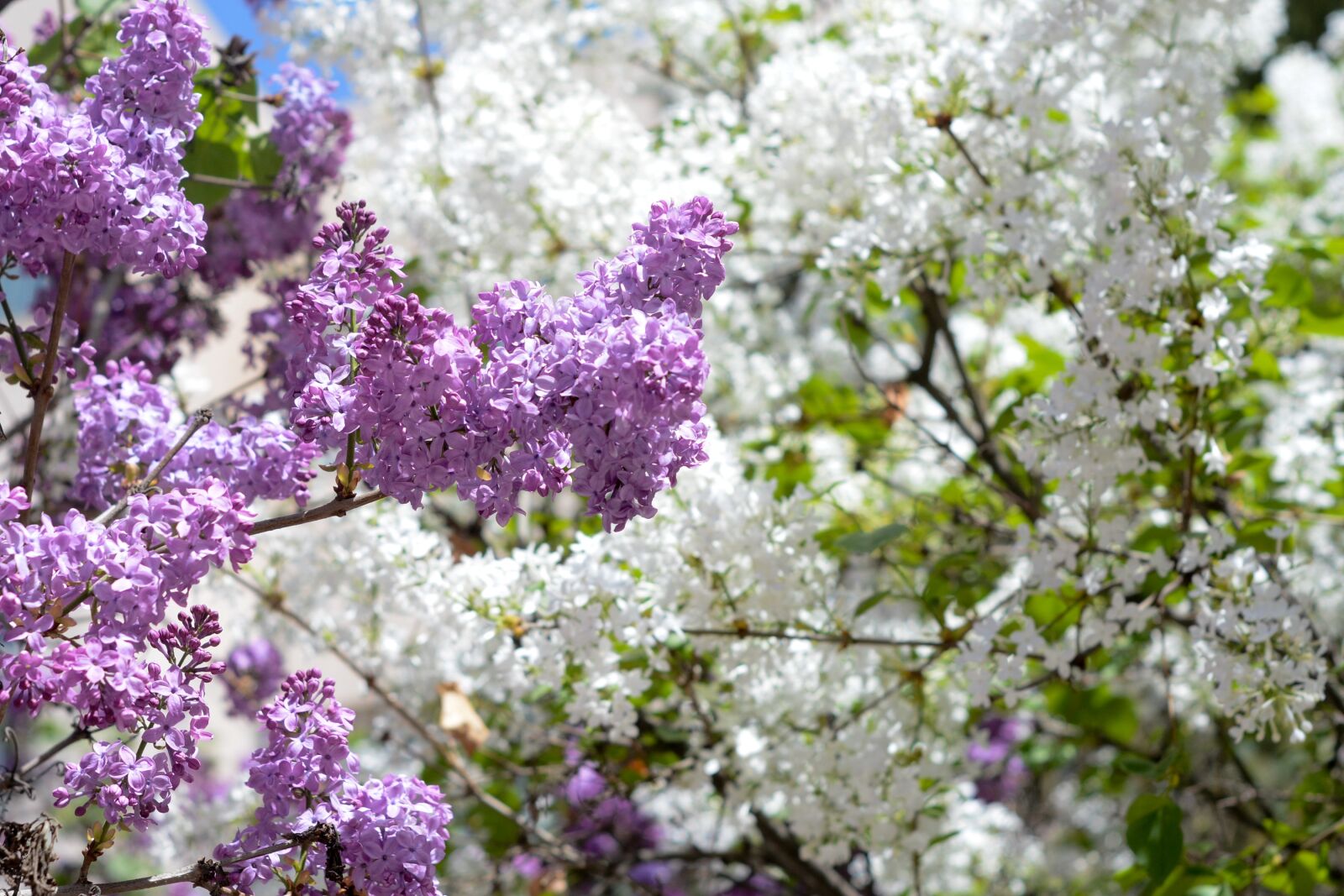Nikon D7100 sample photo. Flower, white flower, purple photography