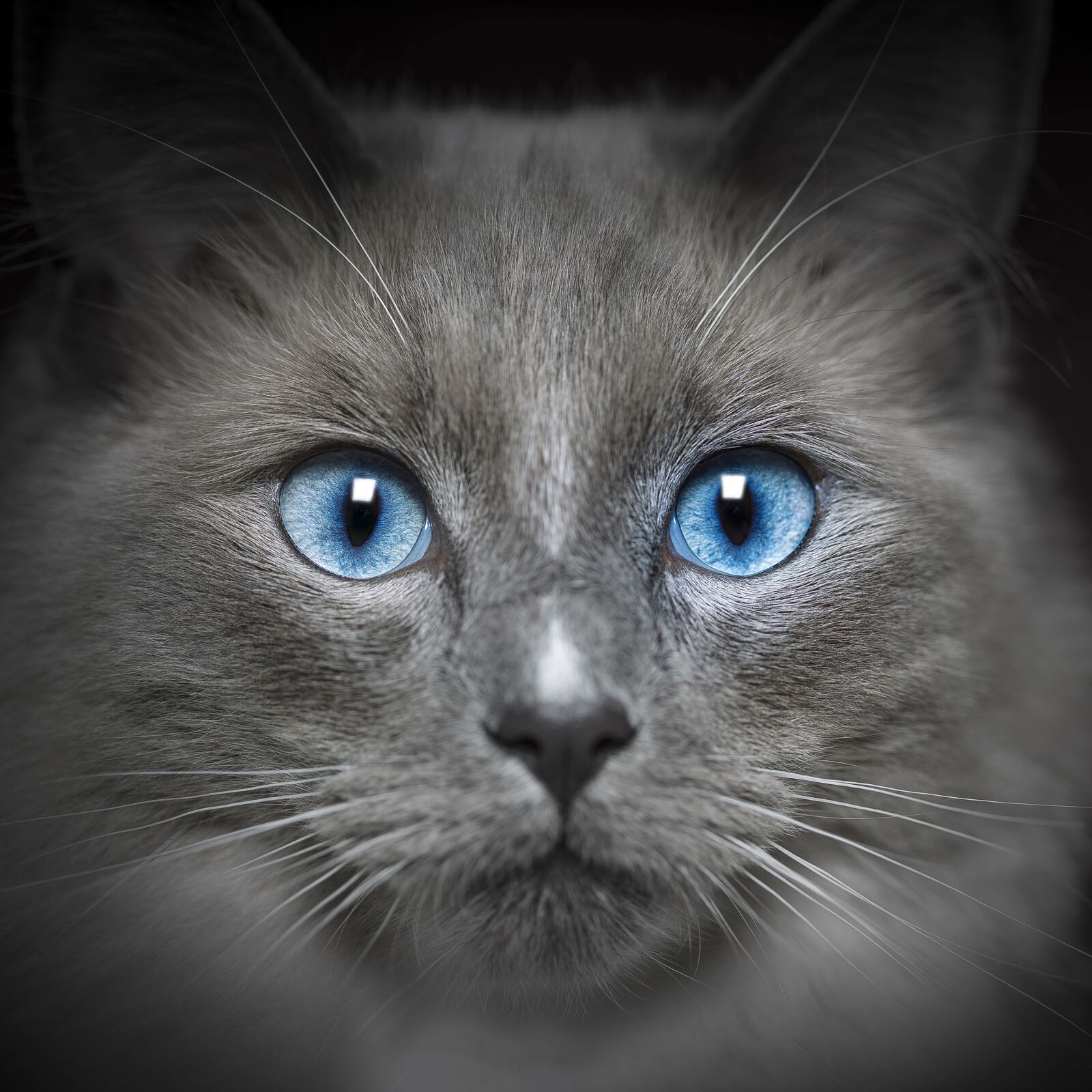 Canon EF 100mm F2.8 Macro USM sample photo. Cat, feline, portrait photography