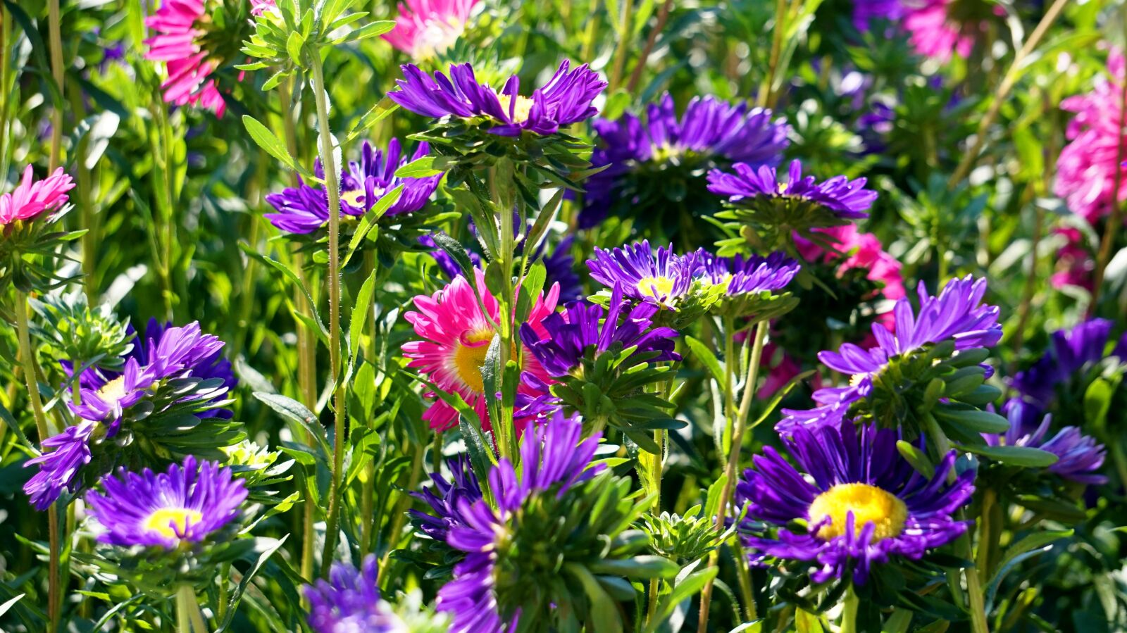 Sony Alpha a5000 (ILCE 5000) + Sony E 55-210mm F4.5-6.3 OSS sample photo. Asters, blossom, bloom photography
