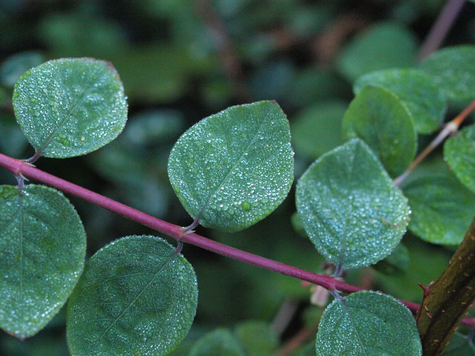 Olympus E-450 (EVOLT E-450) sample photo. Snow berry, morgentau, drip photography