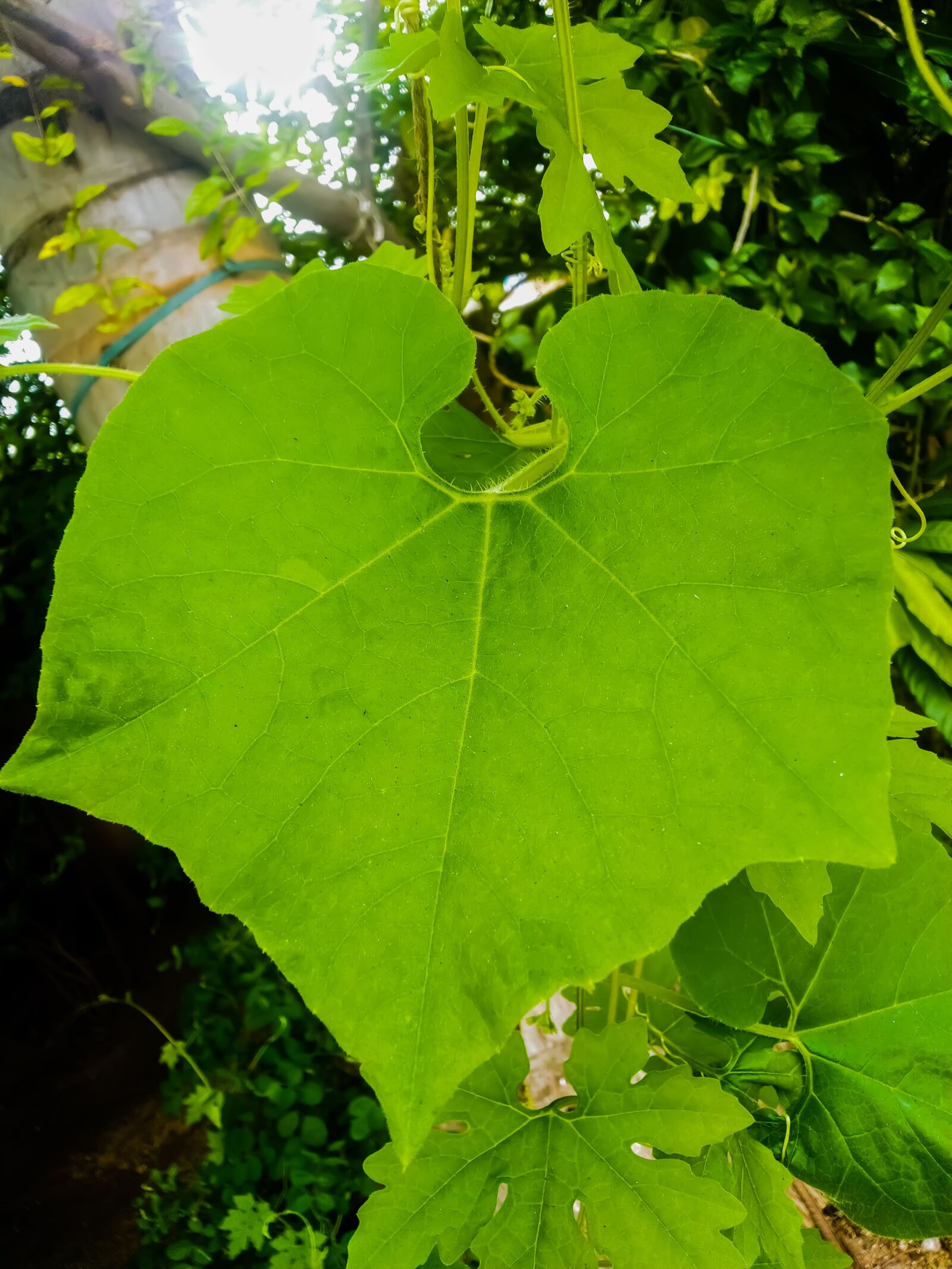 ASUS ZenFone Max Pro M1 (ZB602KL) (WW) / Max Pro M1 (ZB601KL) (IN) sample photo. Bitter gourd, leaf, bitter photography