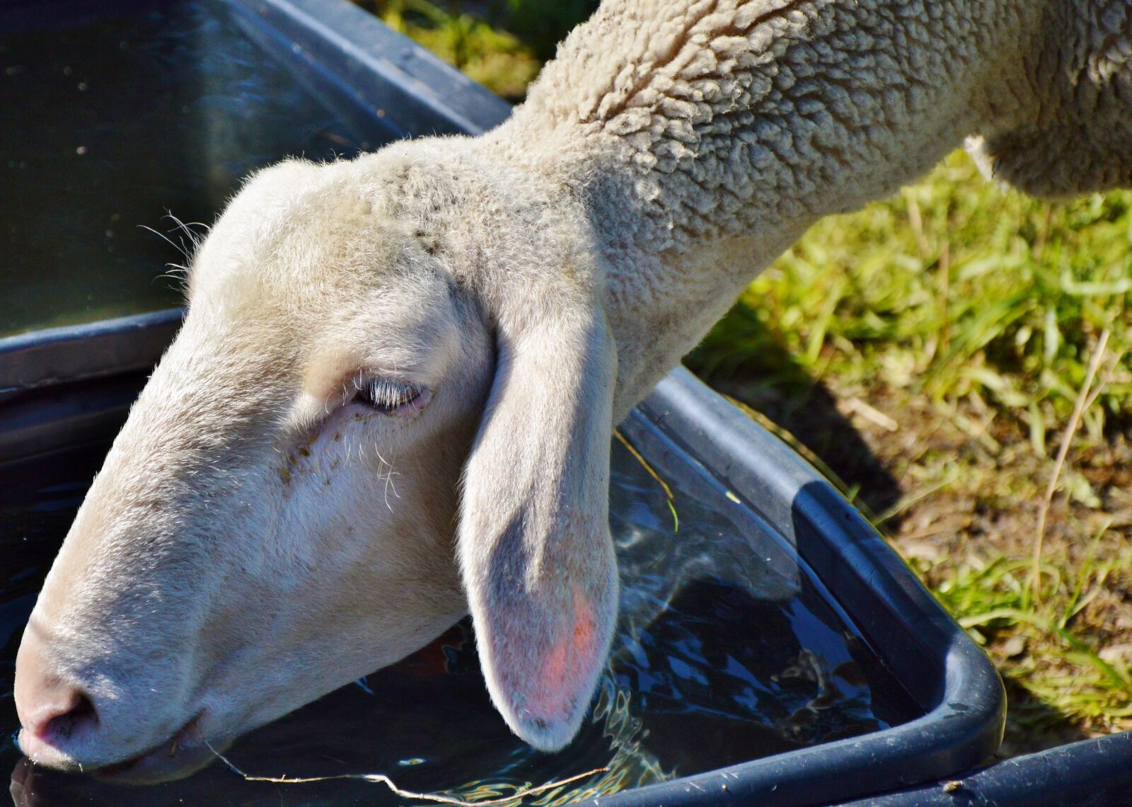 Nikon D3200 sample photo. Sheep, schäfchen, livestock photography