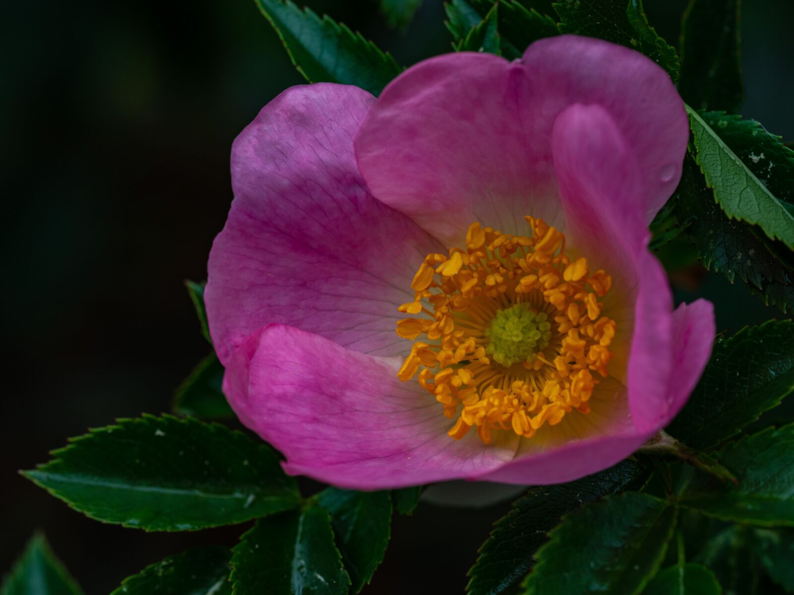 Olympus M.Zuiko Digital ED 60mm F2.8 Macro sample photo. Rose, wild, flower photography
