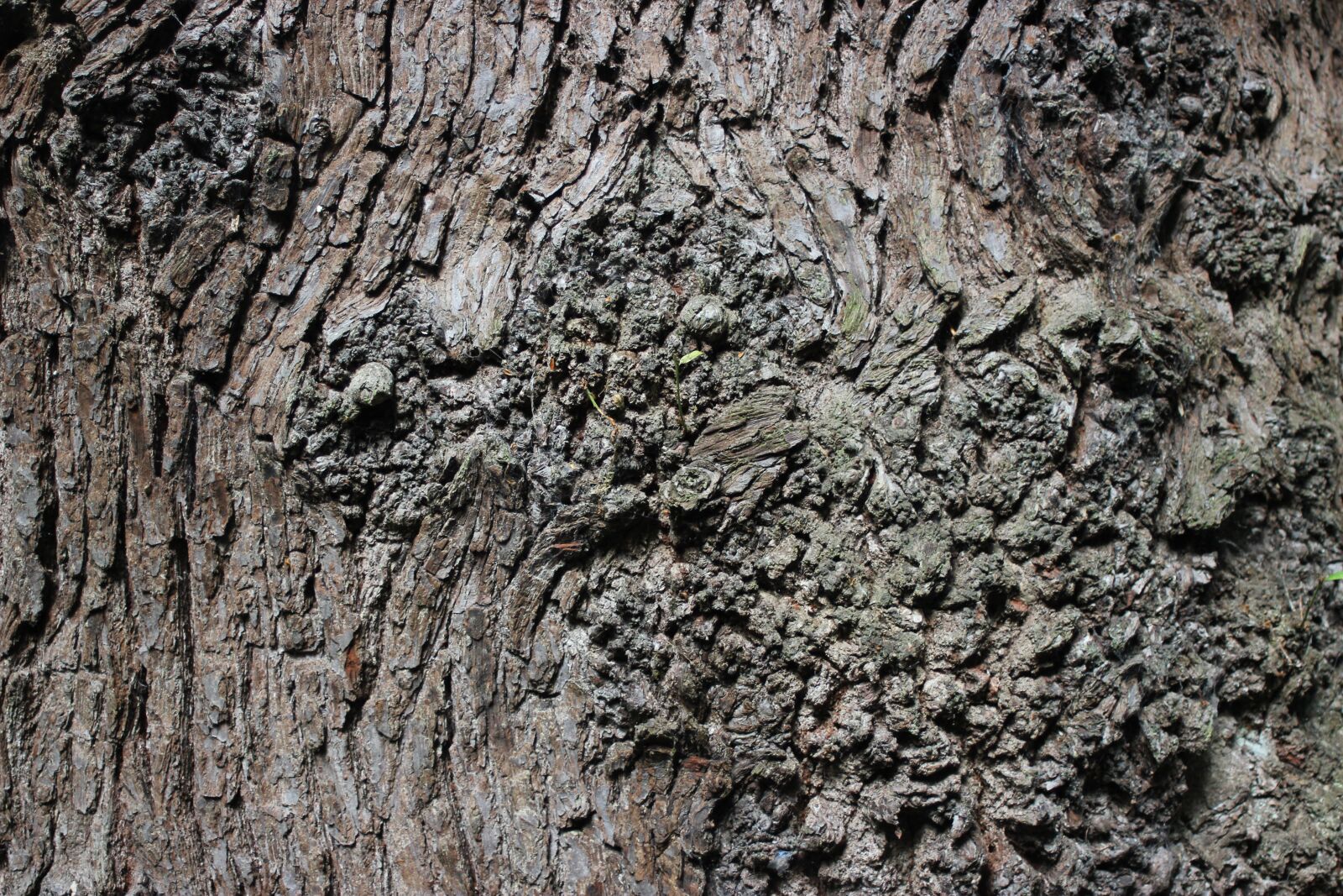 Canon EOS 550D (EOS Rebel T2i / EOS Kiss X4) sample photo. Bark, tree, brown photography