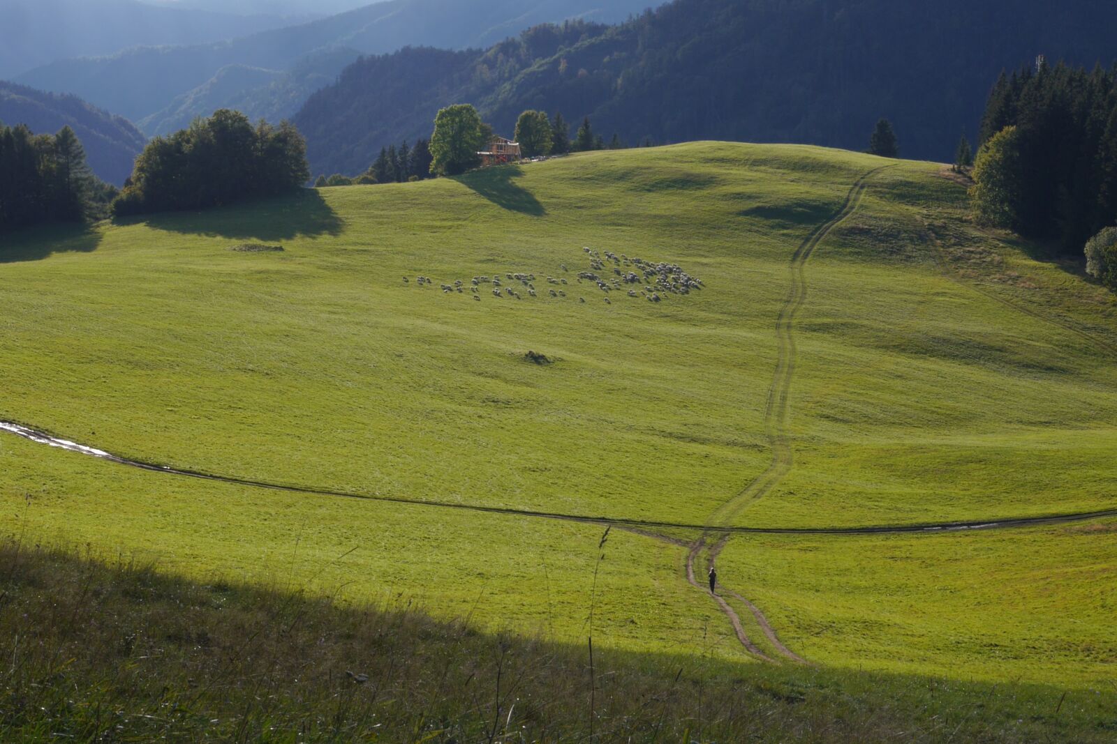 Panasonic Lumix DMC-G6 sample photo. Mountains, sheep, meadow photography