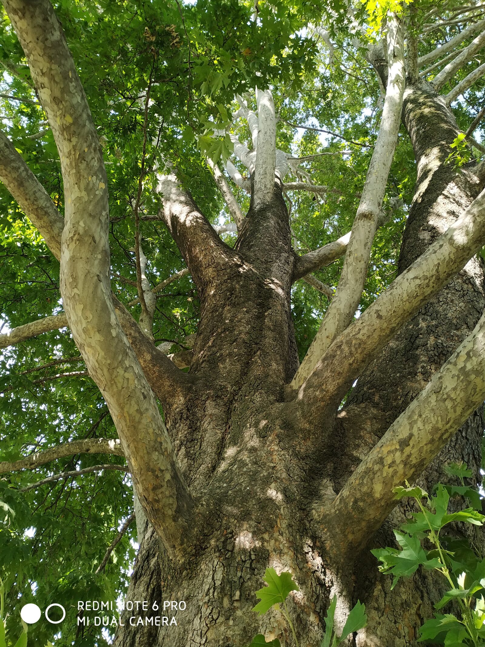 Xiaomi Redmi Note 6 Pro sample photo. Chinartree, kashmir, summerphotograph photography
