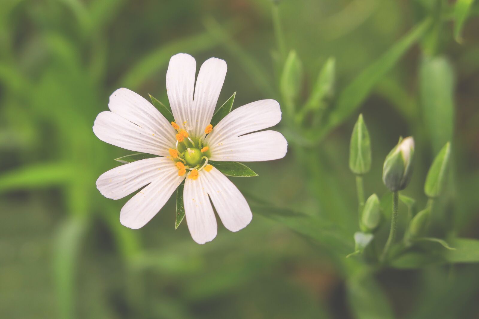 Canon PowerShot G3 X sample photo. Chickweed, blossom, bloom photography