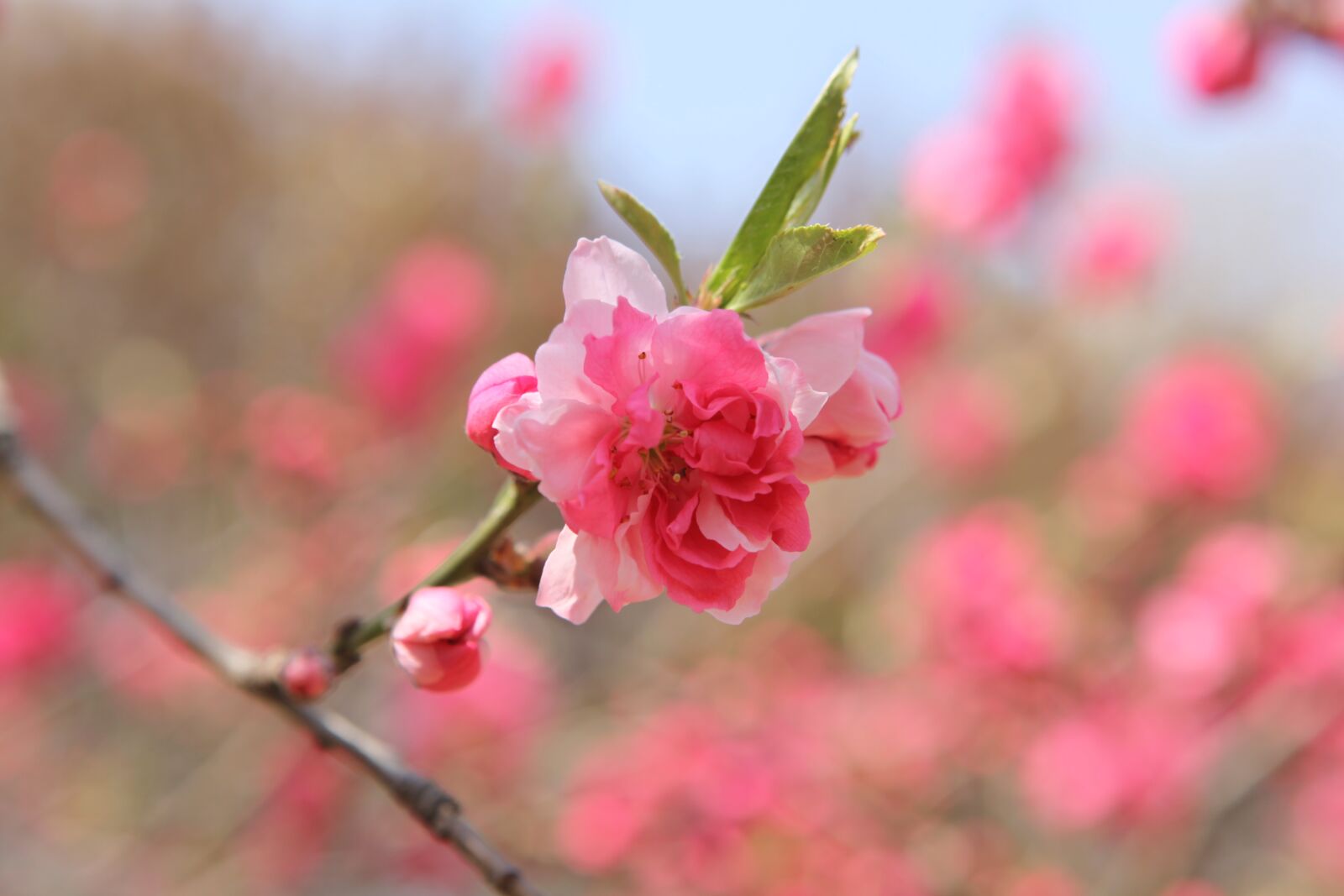 Canon EOS 5D Mark II sample photo. Peach, beijing, the zizhuyuan photography