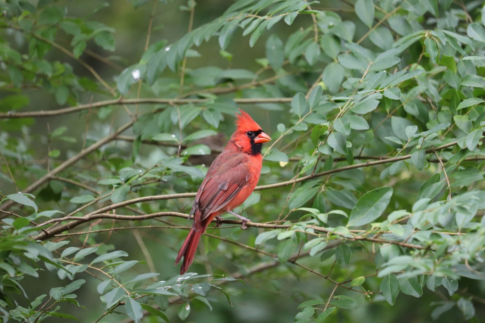 Canon EOS 800D (EOS Rebel T7i / EOS Kiss X9i) + Canon EF-S 55-250mm F4-5.6 IS STM sample photo. Cardinal, red bird, wildlife photography