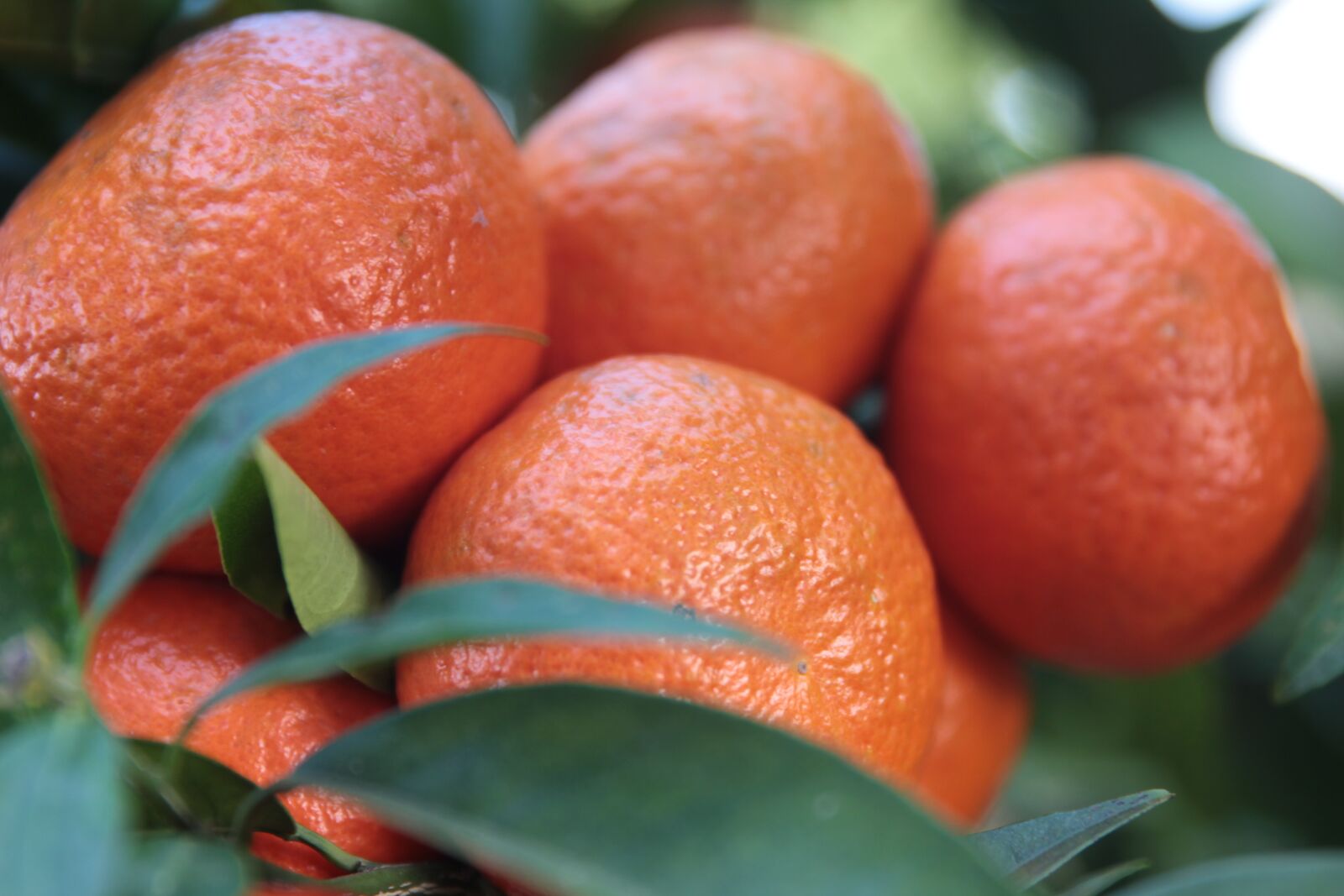 Canon EOS 550D (EOS Rebel T2i / EOS Kiss X4) sample photo. Tangerine, citrus, fruit photography