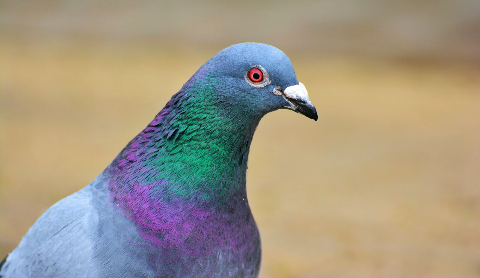 Nikon D5200 sample photo. Dove, bird, plumage photography