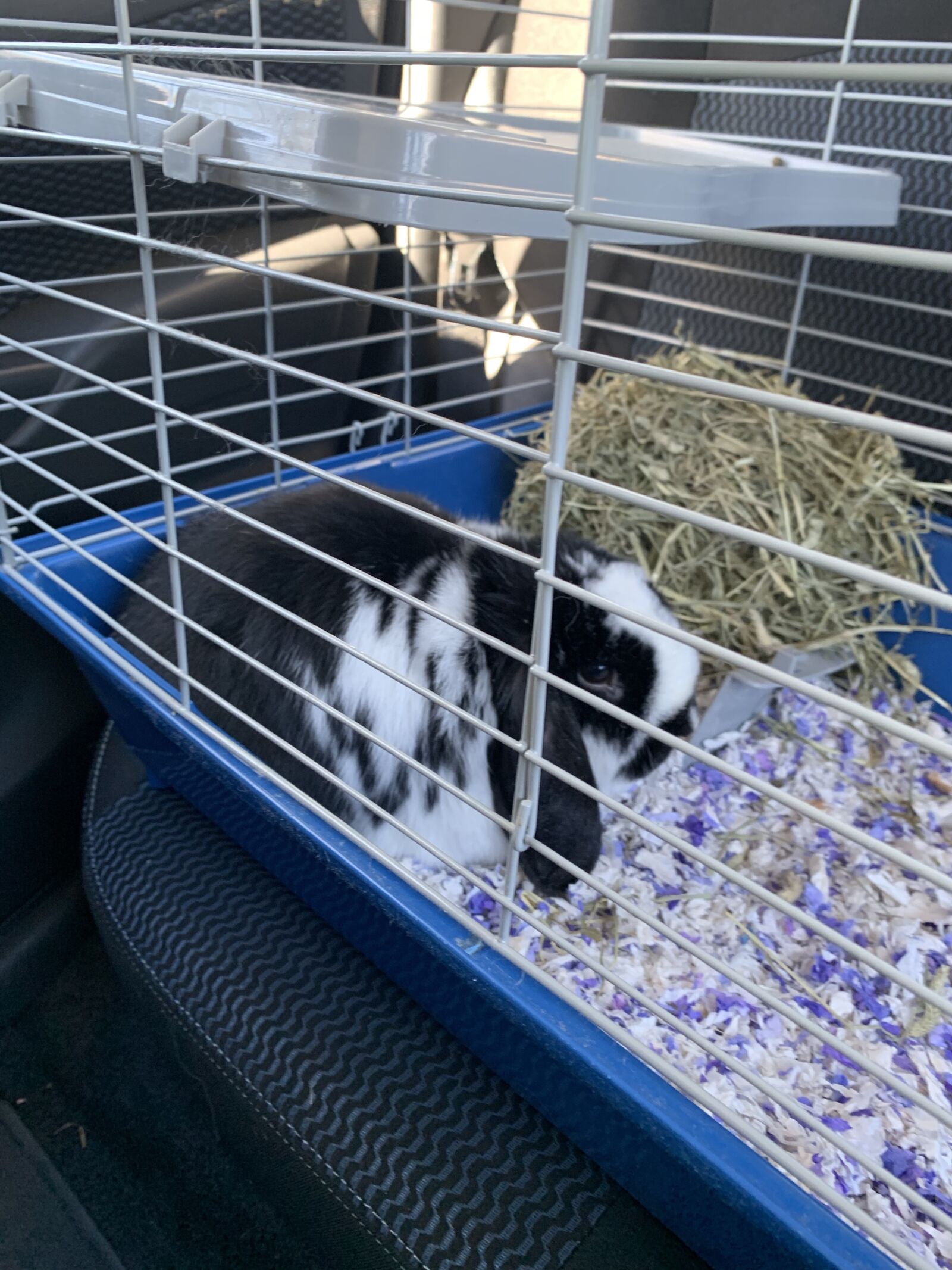 Apple iPhone XS Max sample photo. Bunny, cage, lop eared photography