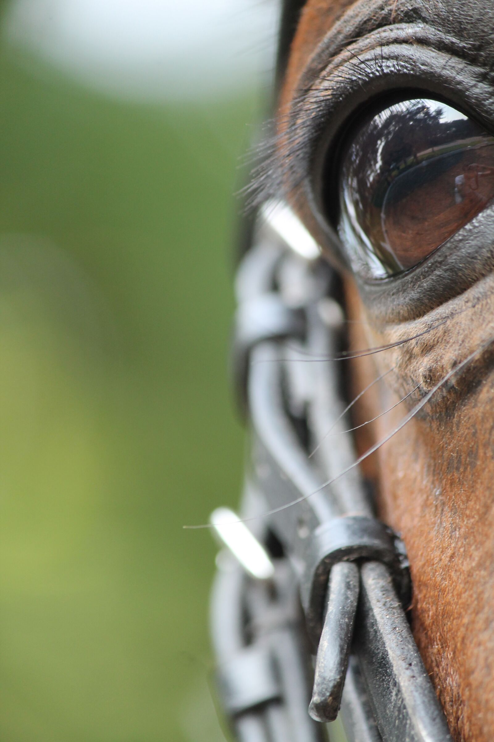 Canon EOS 1100D (EOS Rebel T3 / EOS Kiss X50) sample photo. Horse, eye, brown photography