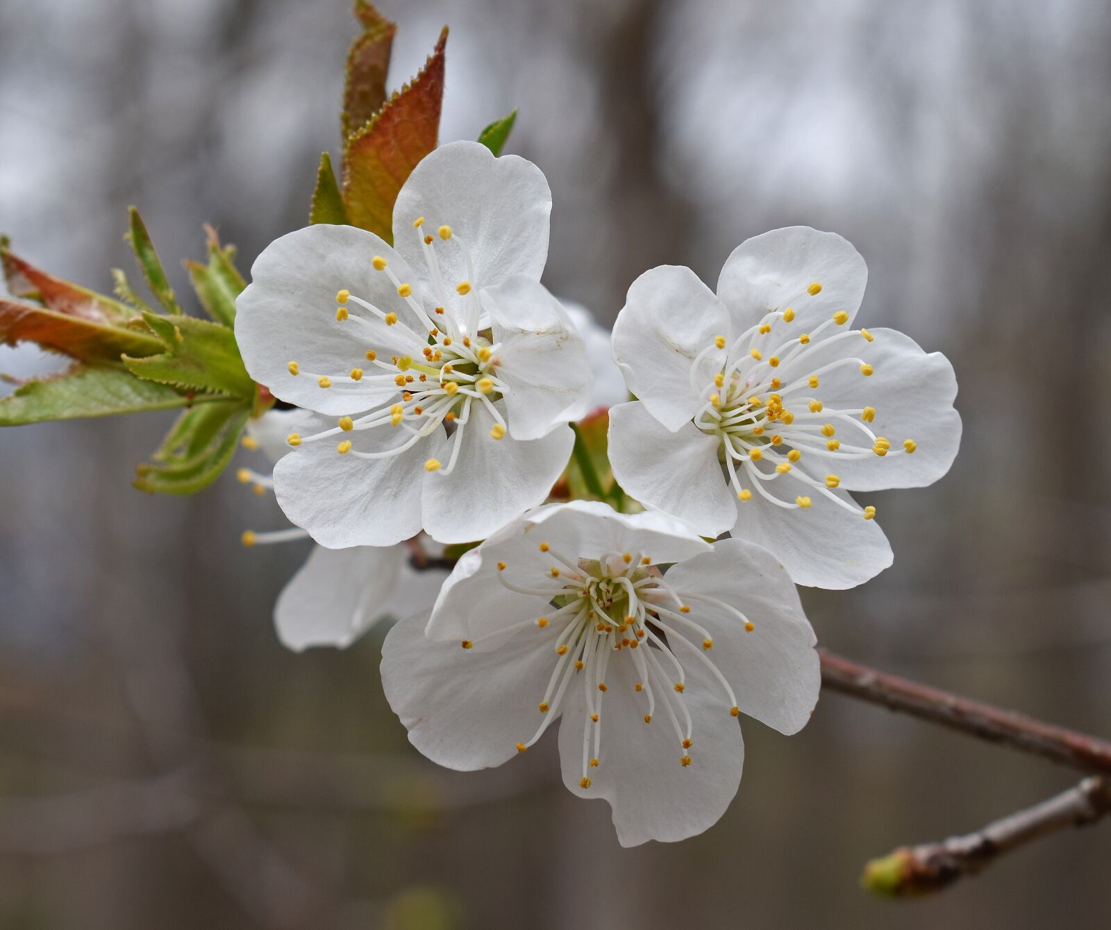 Nikon D3300 sample photo. Plum blossoms, plum tree photography