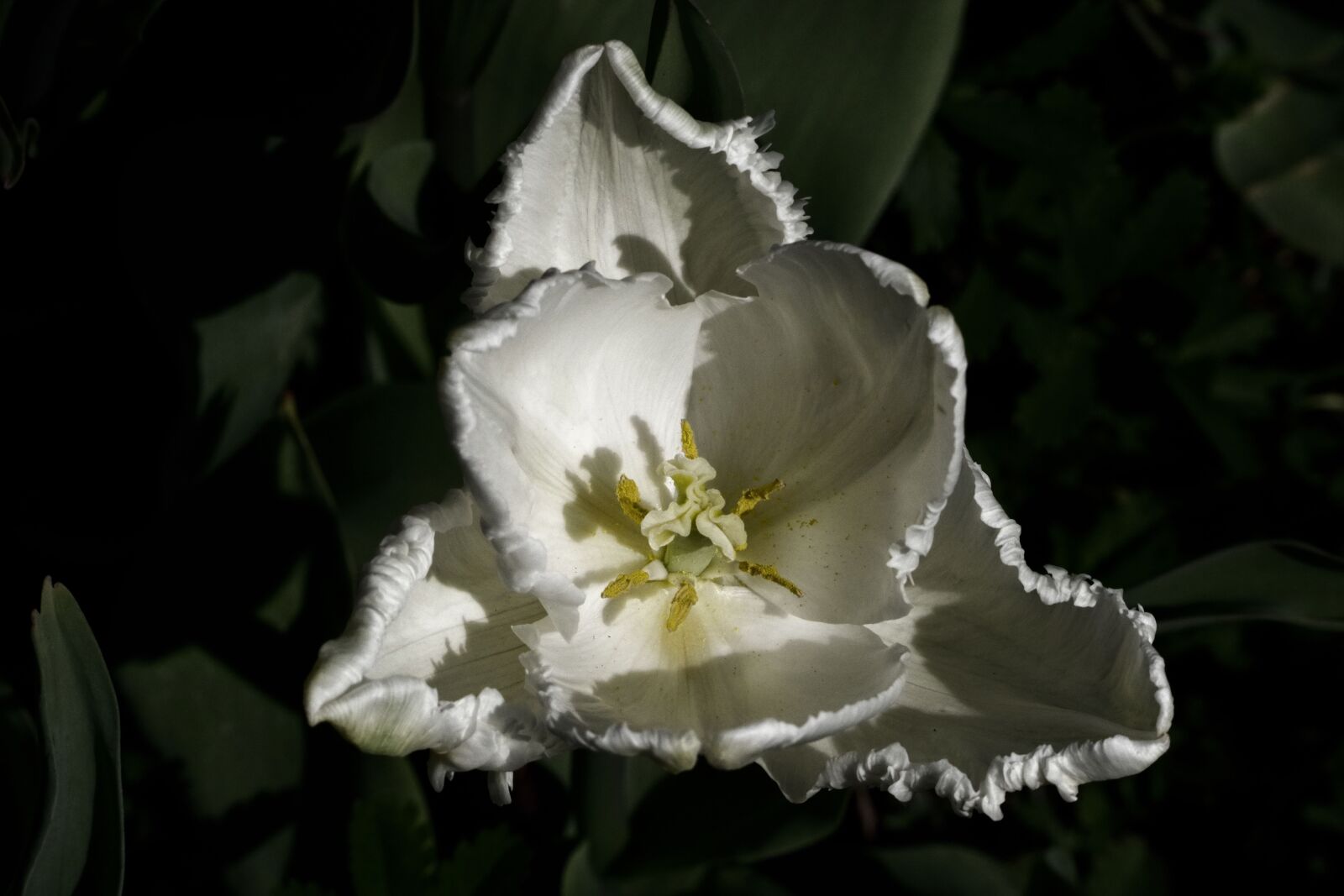 Pentax K-70 sample photo. Tulip, flower, spring photography