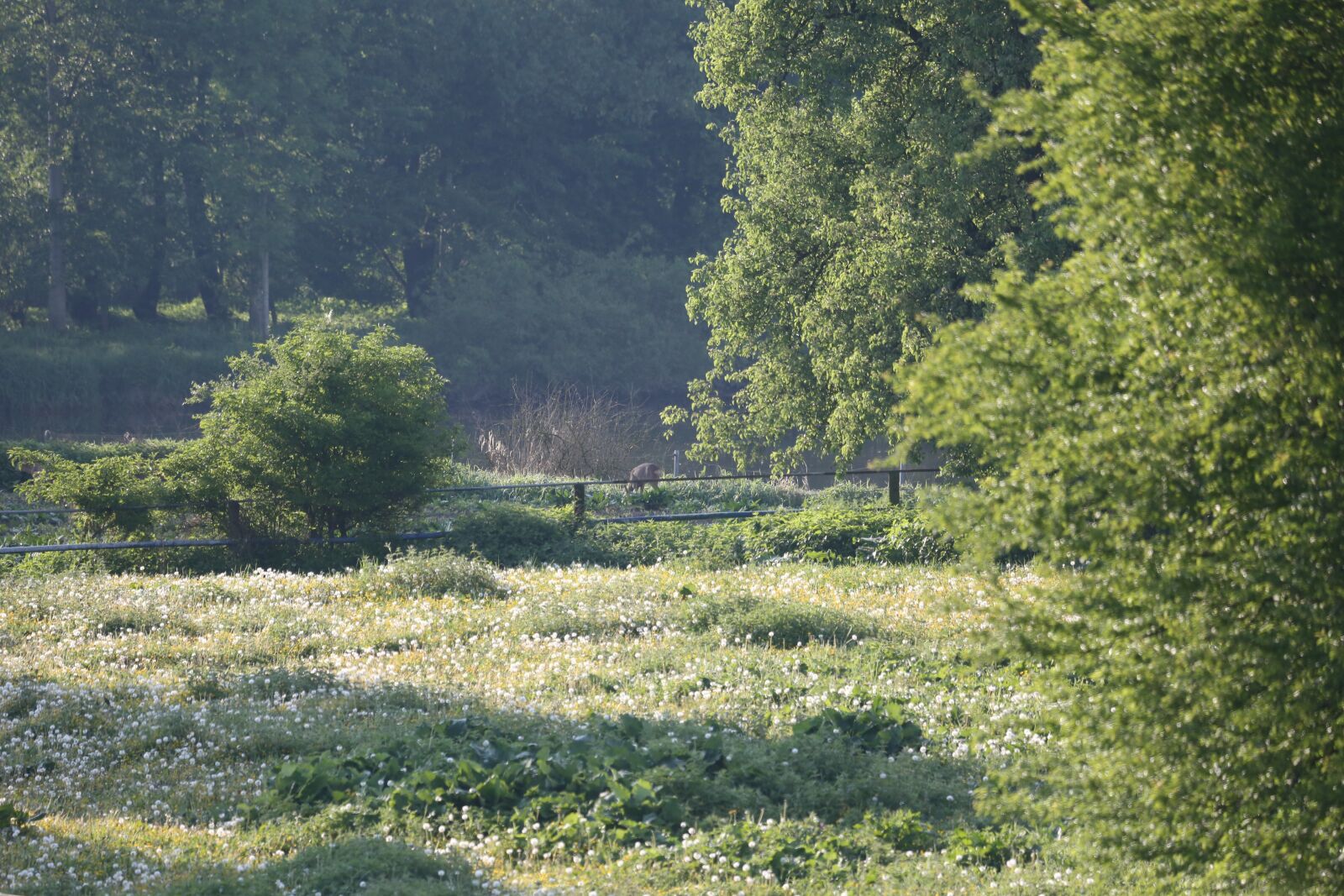 Canon EF 100-400mm F4.5-5.6L IS USM sample photo. Meadow, pasture, grass photography