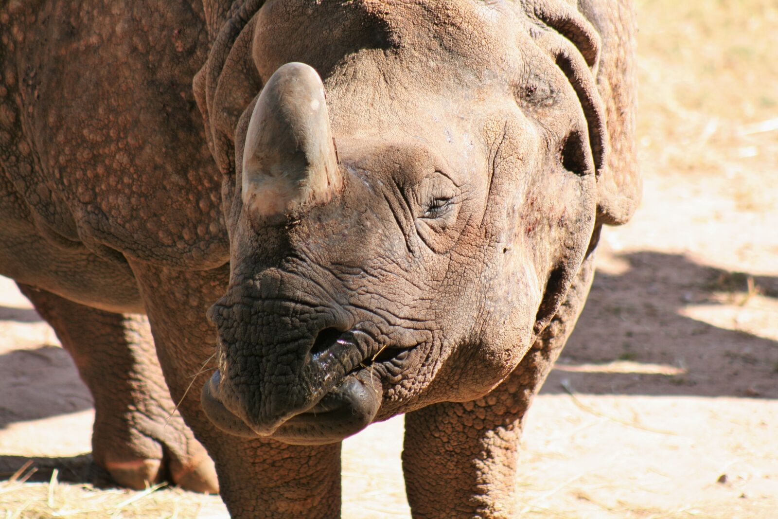Canon EOS 400D (EOS Digital Rebel XTi / EOS Kiss Digital X) sample photo. Rhino, africa, big game photography