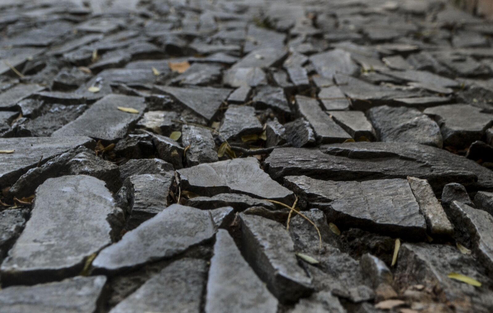 Nikon D3100 sample photo. Rough, texture, nature photography