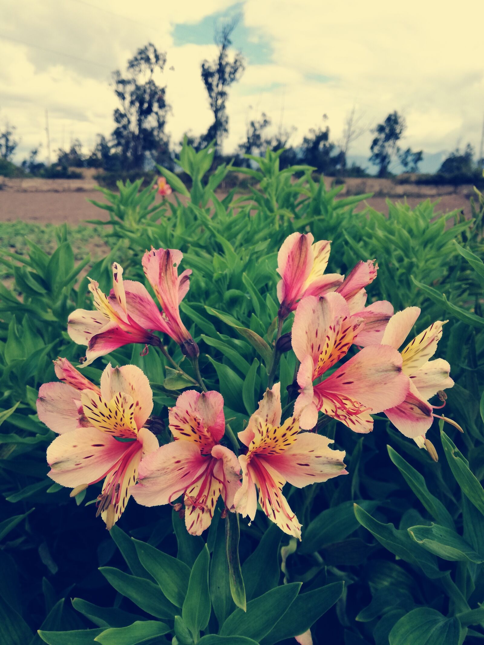 HUAWEI P9 LITE sample photo. Flowers, nature, garden photography
