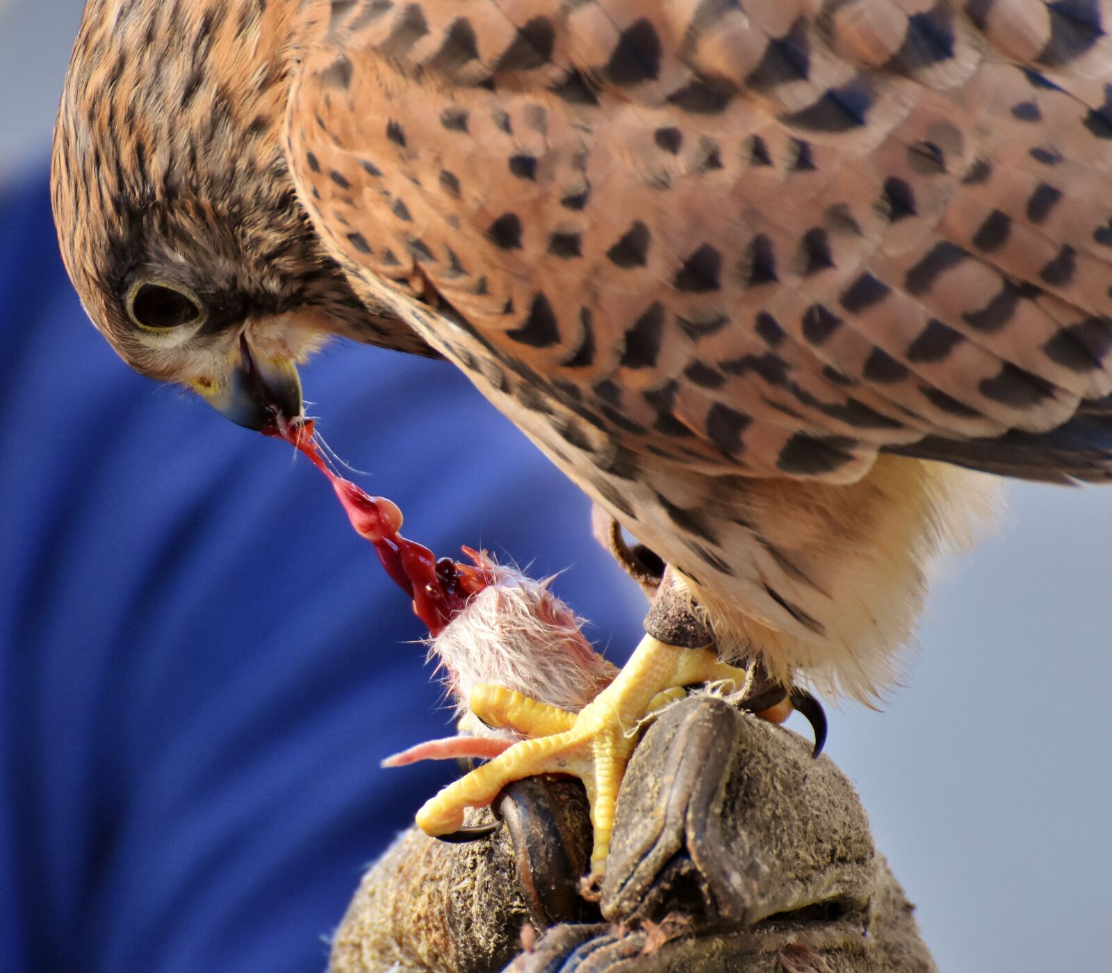 Nikon D7200 sample photo. Falcon, bird, prey photography