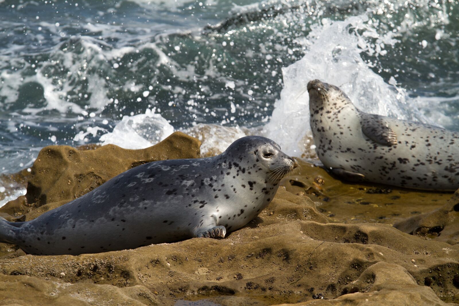 Canon EOS 7D sample photo. Robbe, seal, animal photography