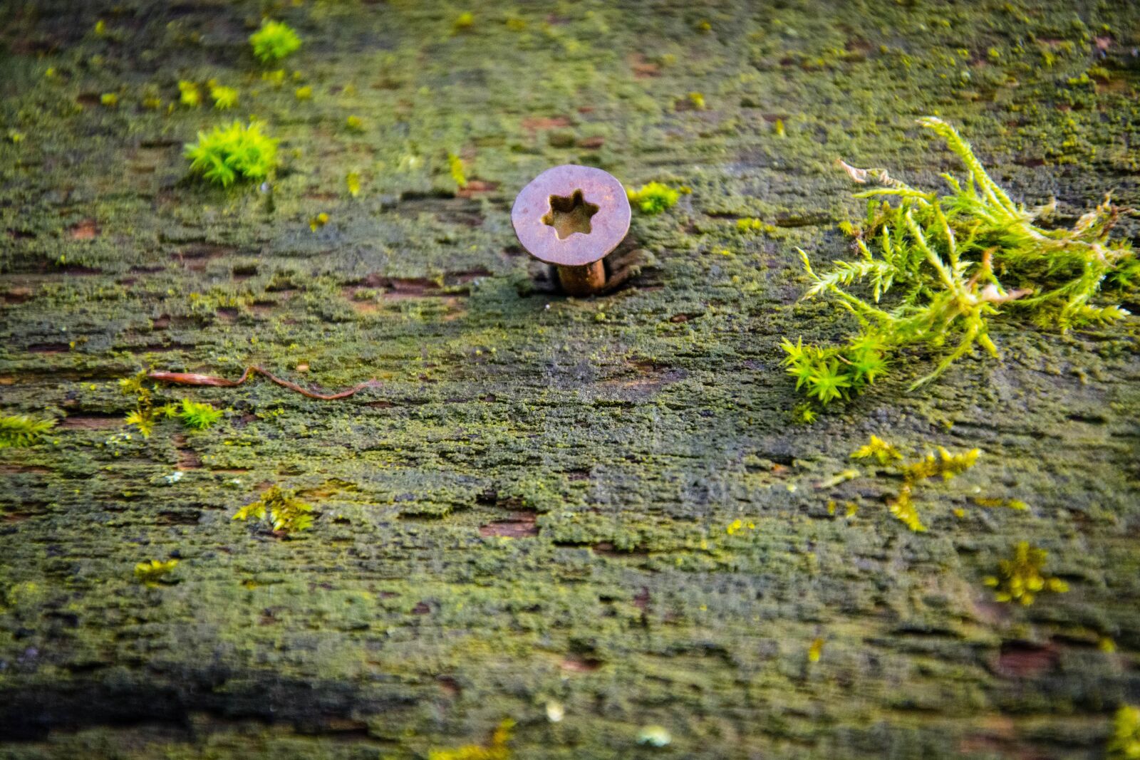 Nikon D7100 sample photo. Wood, moss, structure photography