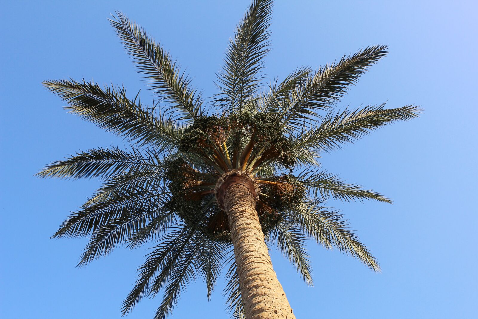 Canon EOS 600D (Rebel EOS T3i / EOS Kiss X5) sample photo. Palma, sea, sky photography