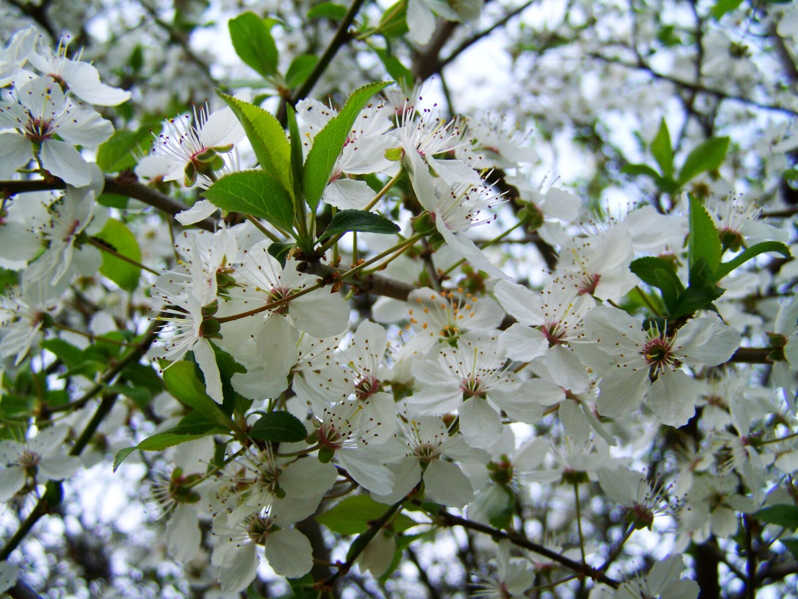 Kodak EASYSHARE ZD710 ZOOM DIGITAL CAMERA sample photo. Spring, flowering fruit trees photography
