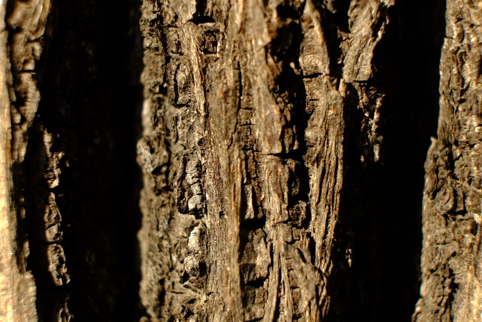 Fujifilm X-E1 + Fujifilm XF 18-55mm F2.8-4 R LM OIS sample photo. Tree, bark, log photography