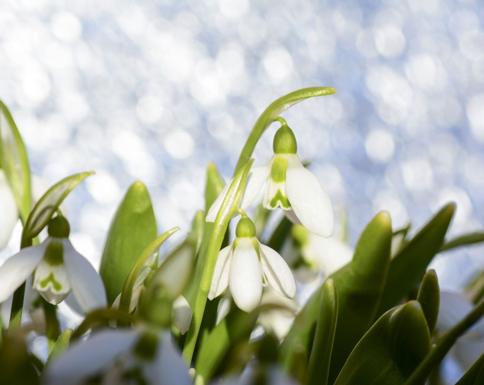 Nikon D7100 sample photo. Snowdrops, snowdrop, spring photography