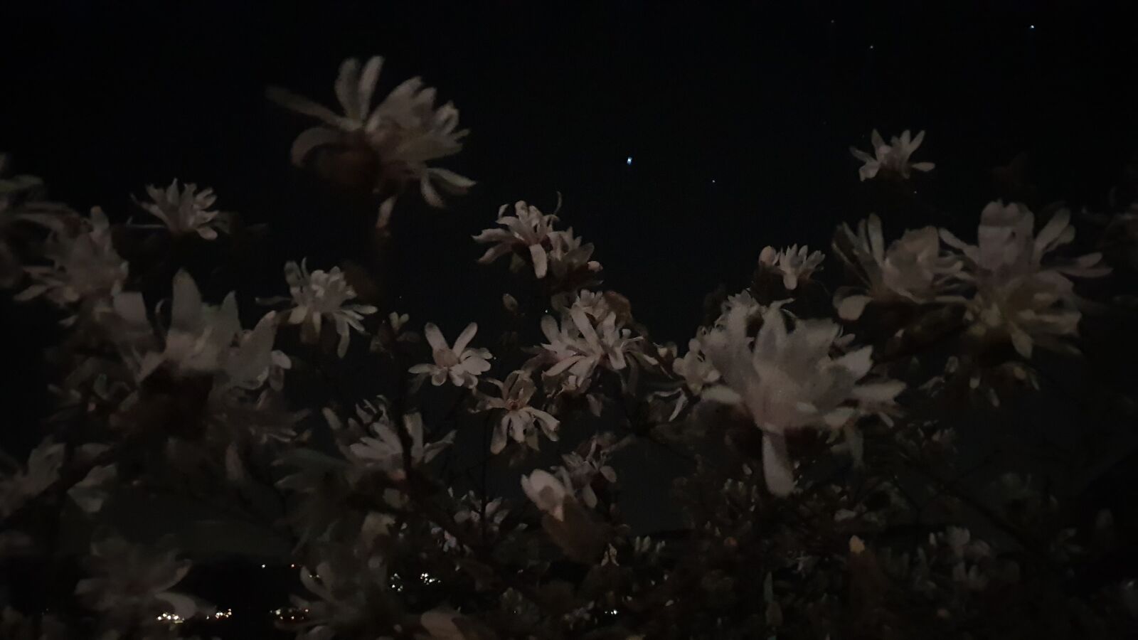 Samsung Galaxy S9 sample photo. Star magnolia, magnolia stellata photography