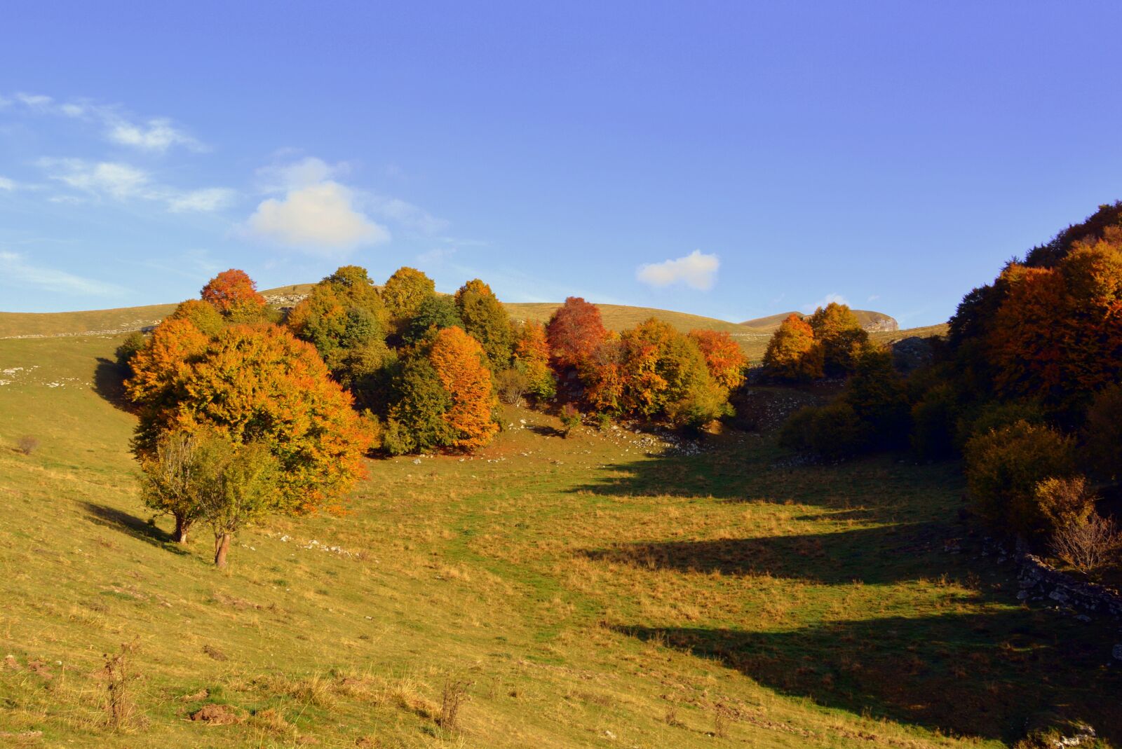Nikon D7100 sample photo. Excursion, trees, autumn photography