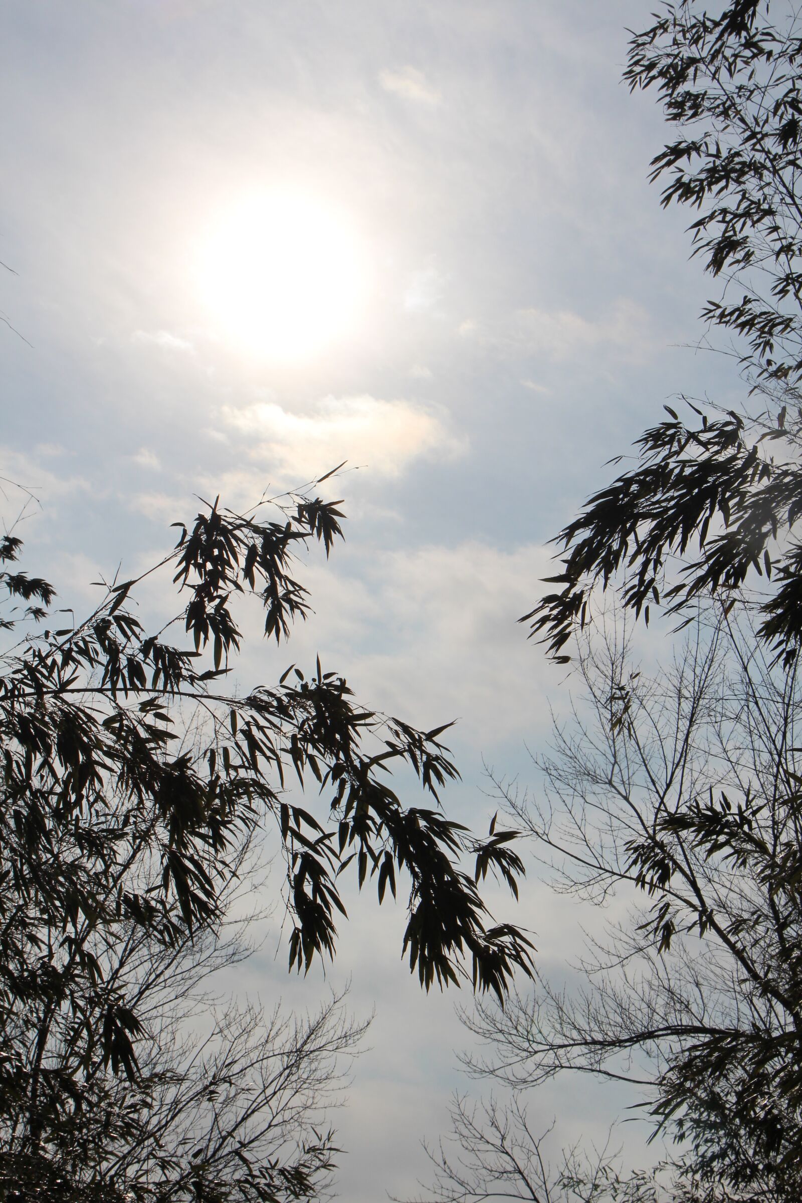 Canon EOS 650D (EOS Rebel T4i / EOS Kiss X6i) sample photo. Sky, bamboo, landscape photography