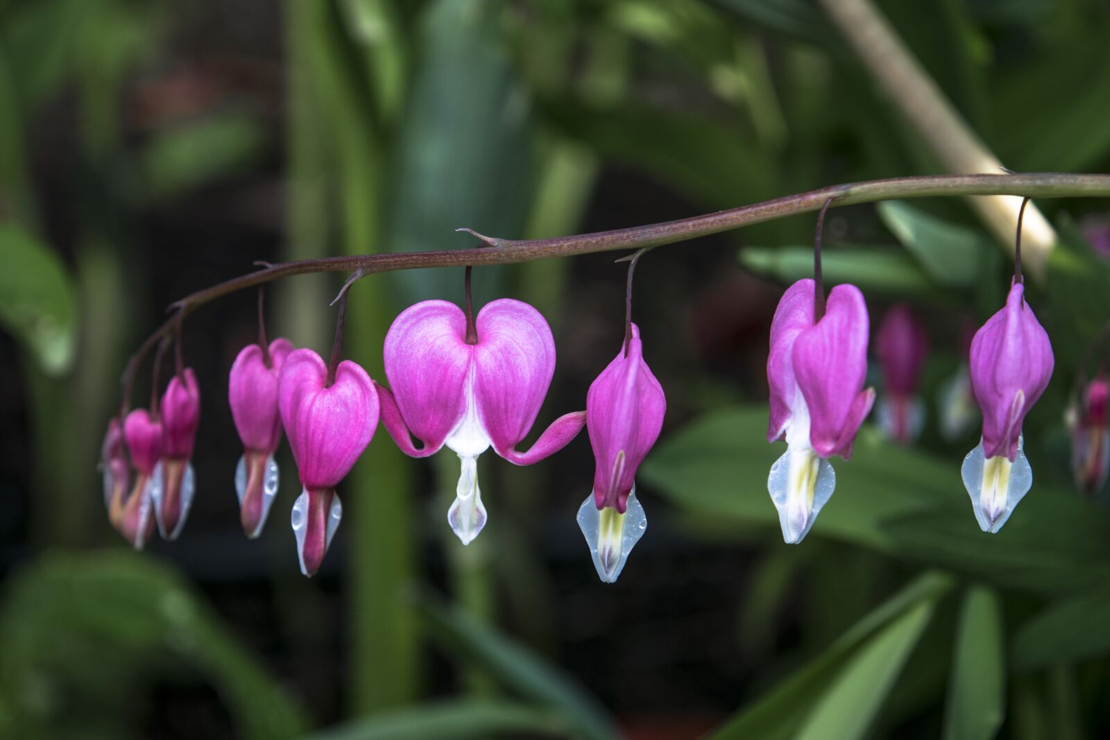 Nikon D3300 sample photo. Nature, flower, flora photography