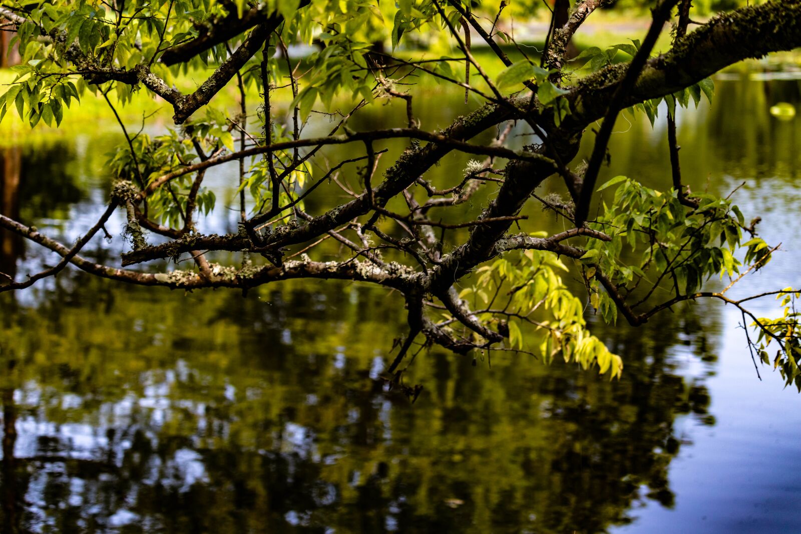 Canon EOS 200D (EOS Rebel SL2 / EOS Kiss X9) sample photo. Water reflection, branch, pond photography