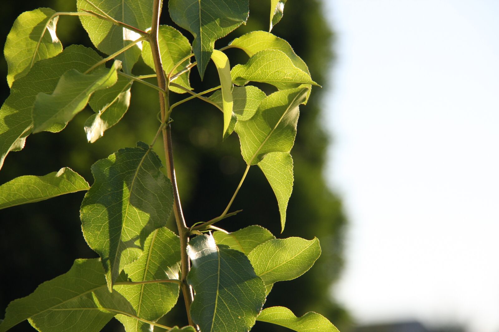 Canon EOS 40D sample photo. Sunlight, leaves, blurry tree photography
