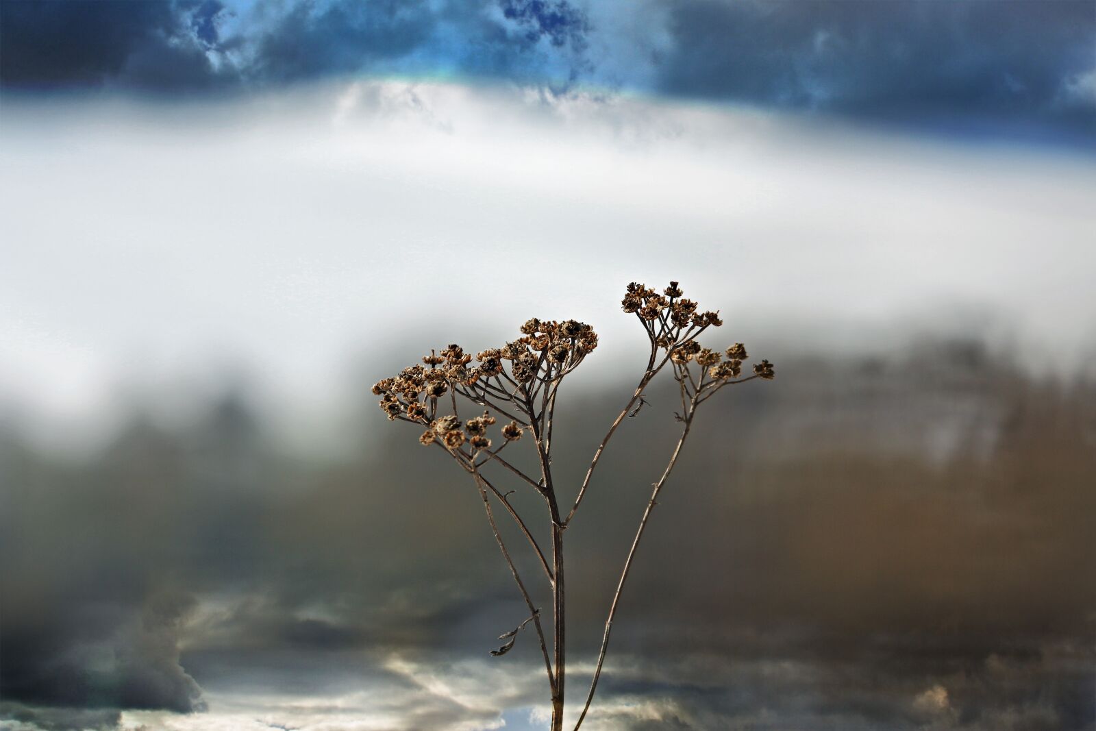 Canon EOS 70D sample photo. Frost, winter, flower photography