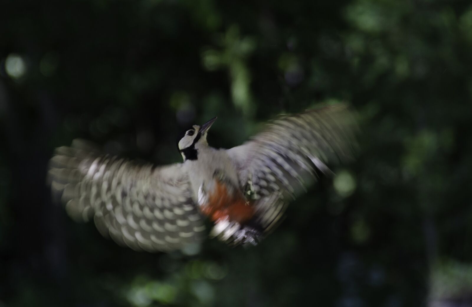 Nikon D7000 sample photo. Nature, bird, harvester plaice photography