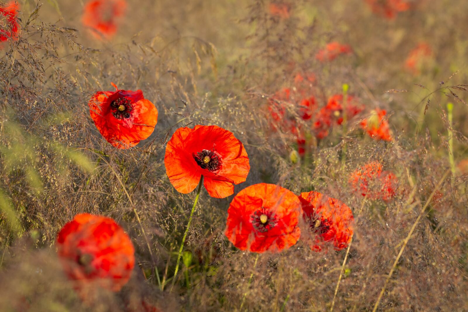 Canon EOS 700D (EOS Rebel T5i / EOS Kiss X7i) + Canon EF 100mm F2.8L Macro IS USM sample photo. Poppies, flowers, poppy photography