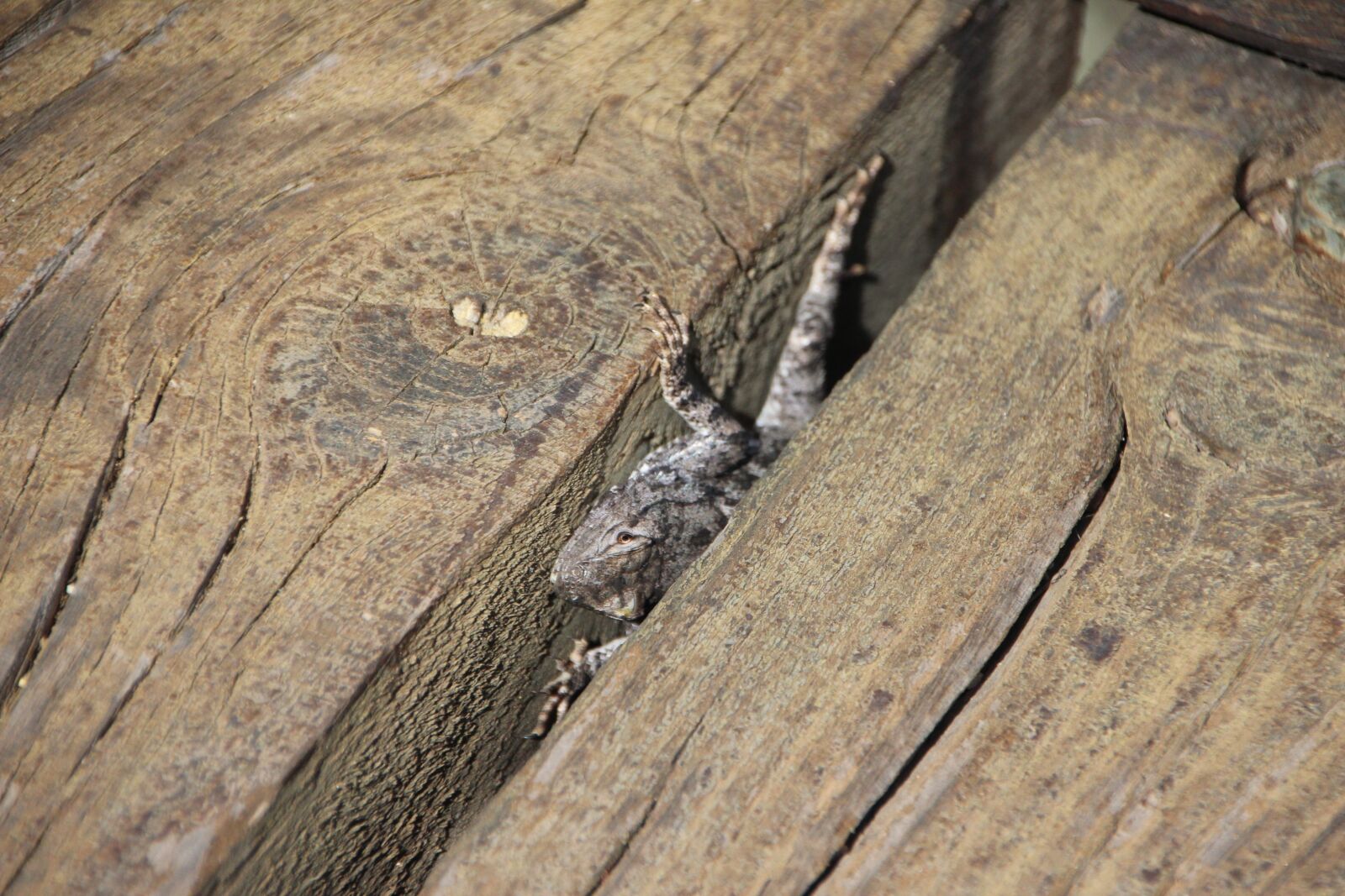 Canon EOS 600D (Rebel EOS T3i / EOS Kiss X5) sample photo. Lizard, wood, hidden photography