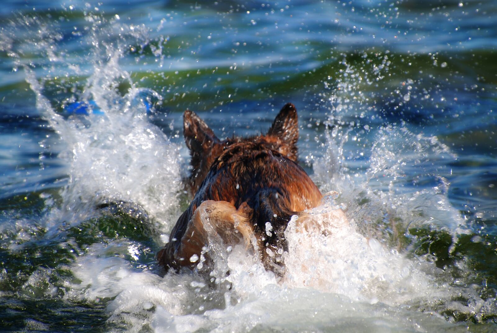 Nikon D80 sample photo. Sch fer dog, dog photography