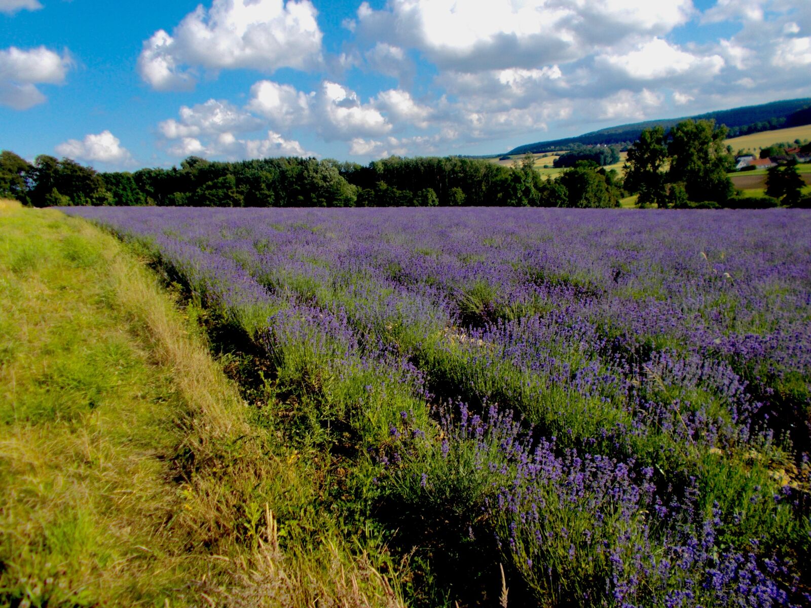 Nikon COOLPIX L29 sample photo. Lavender, lavender field, lavender photography