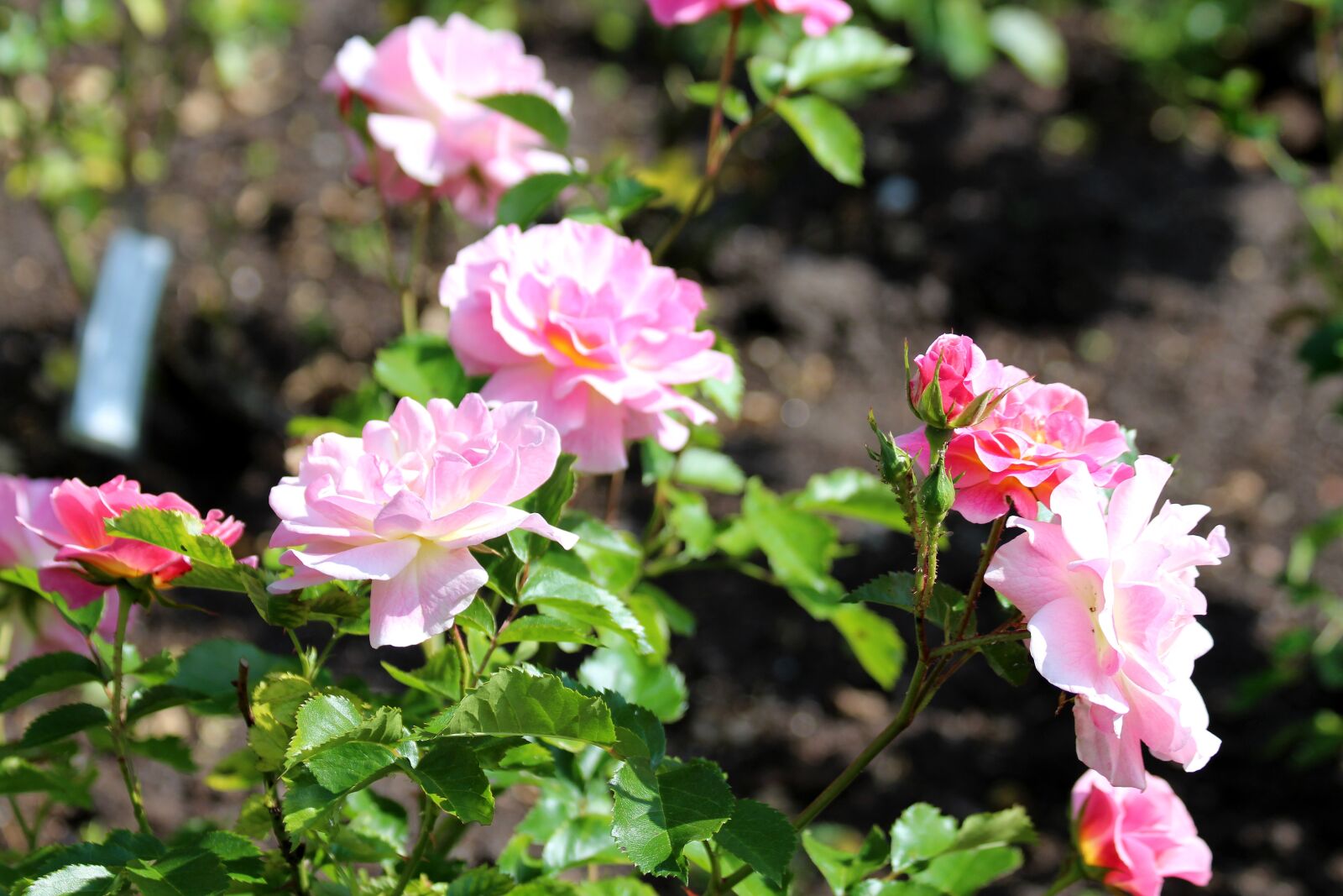 Canon EOS 650D (EOS Rebel T4i / EOS Kiss X6i) sample photo. Roses, rose bush, flowers photography