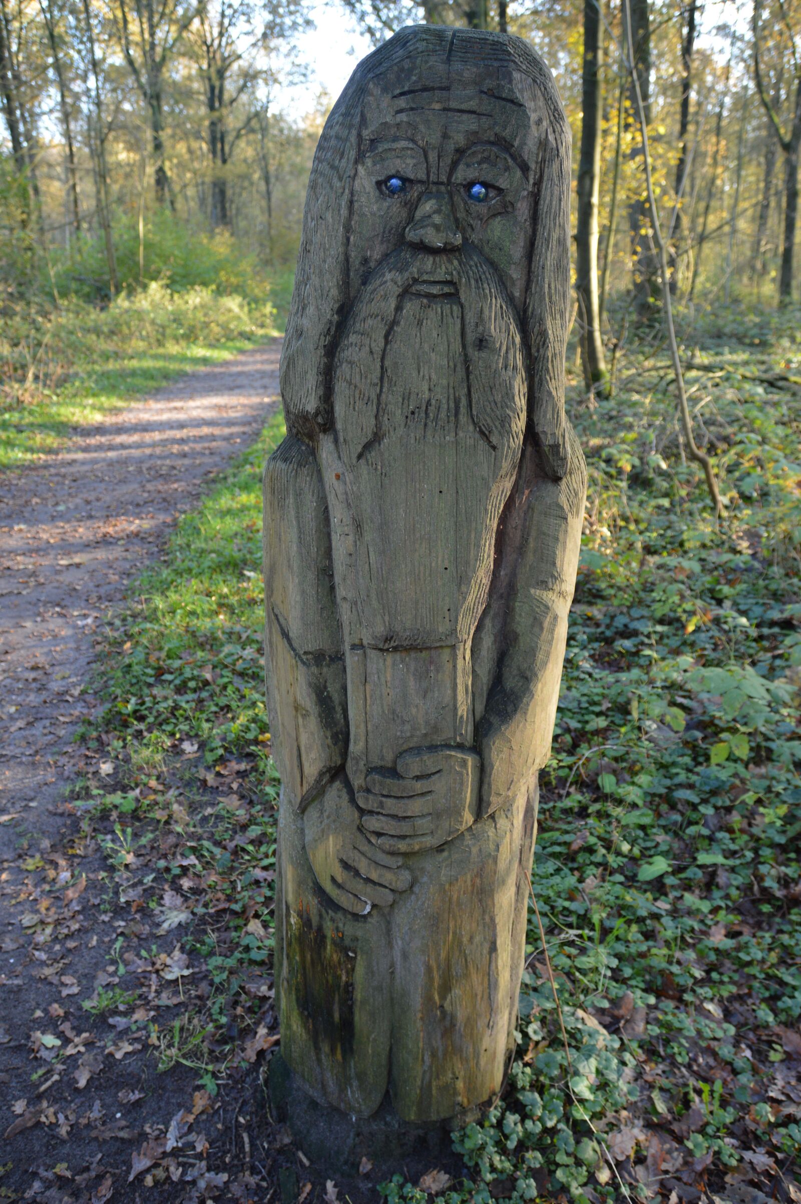 Nikon D3200 sample photo. Trees, forest, wood photography