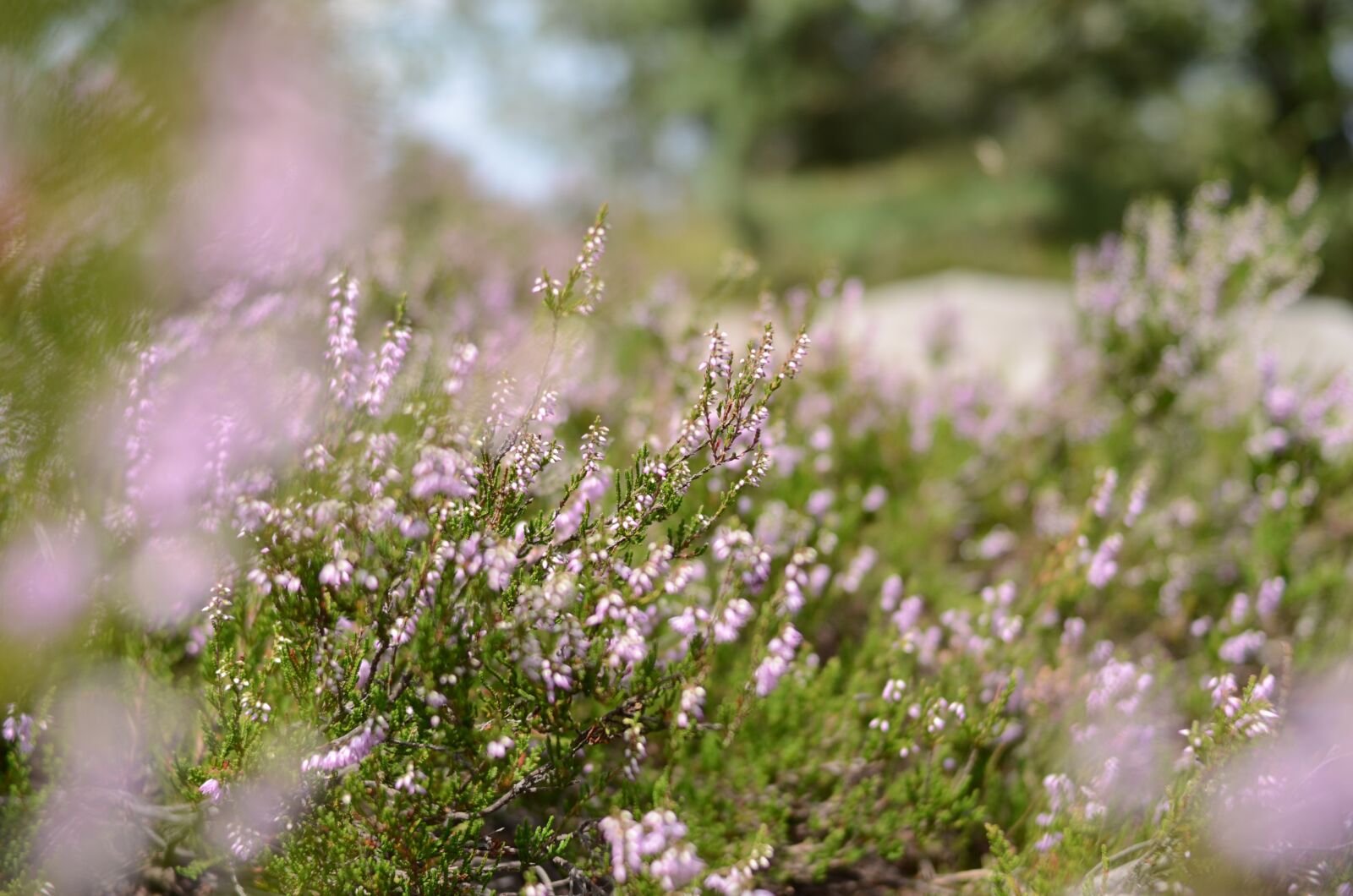 Nikon D5100 sample photo. Dreamy, flowers, on the photography