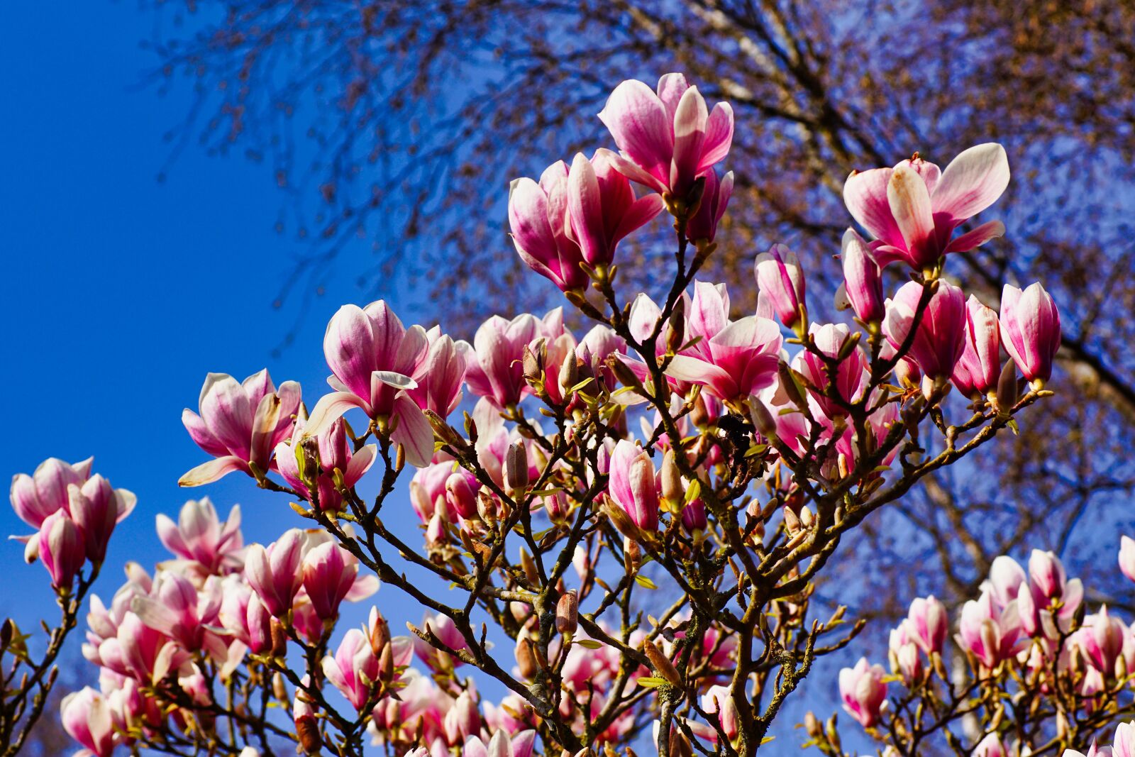 Sony SLT-A68 sample photo. Magnolia, bud, spring photography